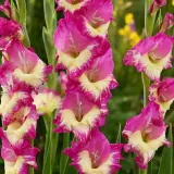 gladiolus-mieczyk-extravert-5-szt
