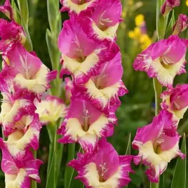 gladiolus-mieczyk-extravert-5-szt