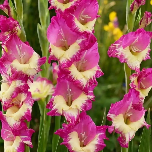 gladiolus-mieczyk-extravert-5-szt