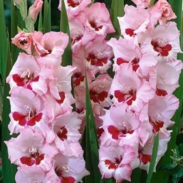 gladiolus-mieczyk-wine-and-roses-5-szt-cebule-cebulki-bulwy