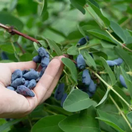 jagoda-borowka-kamczacka-blue-treasure-sadzonki-najwieksze-owoce-pozne