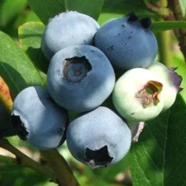 borowka-amerykanska-spartan-wysoka-sadzonka-wyjatkowo-smaczna-wczesna