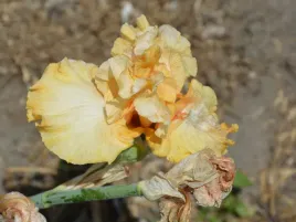 irys-brodkowy-malaguene-zolte-kwiaty-klacze-kosaciec