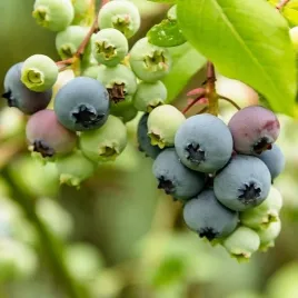 borowka-amerykanska-bonus-wysoka-sadzonka-duze-owoce-bardzo-odporna