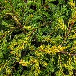 jalowiec-pospolity-plozacy-goldschatz-sadzonki-nie-kluje-zlocisty-odcien