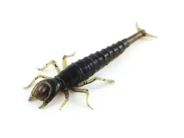 przyneta-sztuczna-robak-fishup-diving-bug-watermelon-brown-black-5cm-8-szt