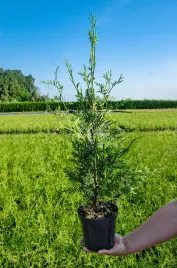 tuja-brabant-2l-40-70cm-gesta-na-zywoplot