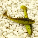 dragon-ripper-lunatic-pro-75cm-yellow-frog-marka-dragon