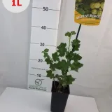 agrest-bialy-invicta-1l-stan-nowy