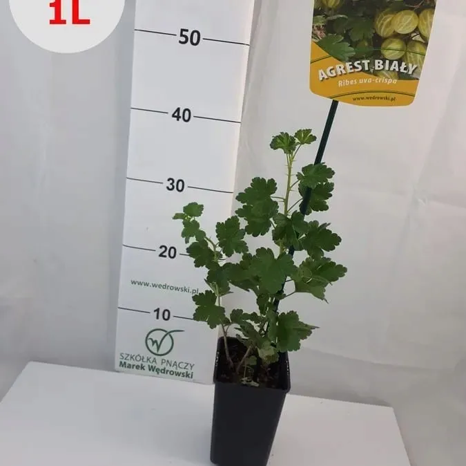 agrest-bialy-invicta-1l-styl-ogrod-srodziemnomorski-ogrod-wiejski-ogrod-skalny-ogrod-nowoczesny-ogrod-japonski