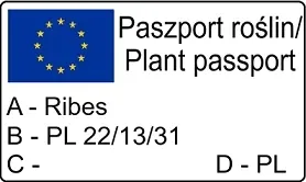 agrest-bialy-invicta-1l-nazwa-lacinska-ribes-uva-crispa