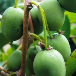 aktinidia-issai-ostrolistna-obuplciowa-2l