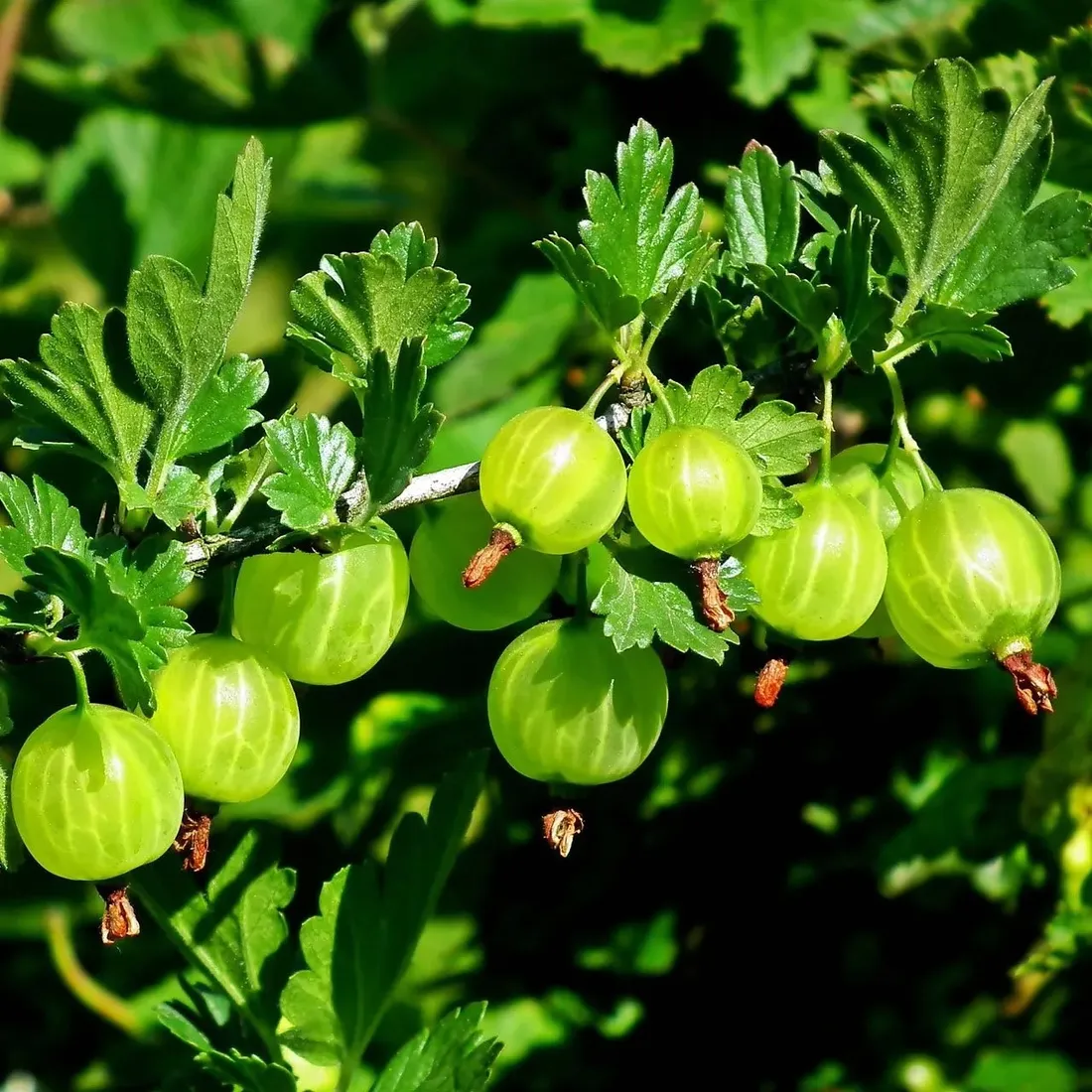 agrest-bialy-invicta-2l