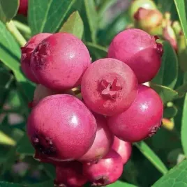 borowka-amerykanska-pink-lemonade-1l