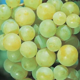 winorosl-iza-zaliwska-2l