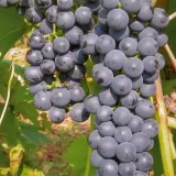 winorosl-marechal-foch-2l