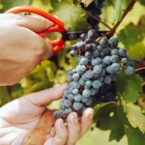 winorosl-marechal-foch-2l-styl-ogrod-srodziemnomorski-ogrod-wiejski-ogrod-skalny-ogrod-nowoczesny-ogrod-japonski