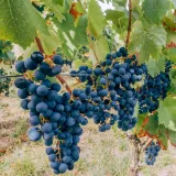 winorosl-marechal-foch-2l-rodzaj-rosliny-winorosl