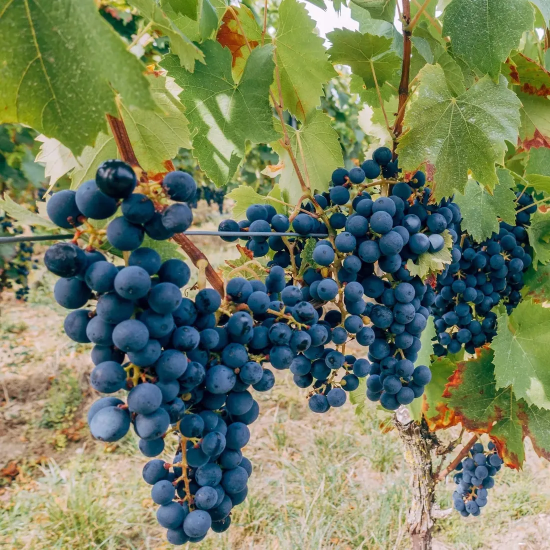 winorosl-marechal-foch-2l