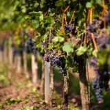 winorosl-marechal-foch-2l-odmiana-marechal-foch