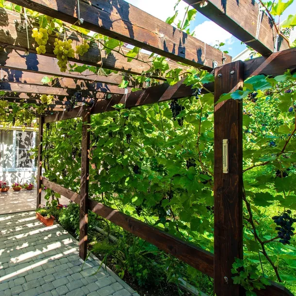 winorosl-marechal-foch-2l-producent-szkolka-pnaczy-marek-wedrowski