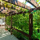 winorosl-marechal-foch-2l-producent-szkolka-pnaczy-marek-wedrowski