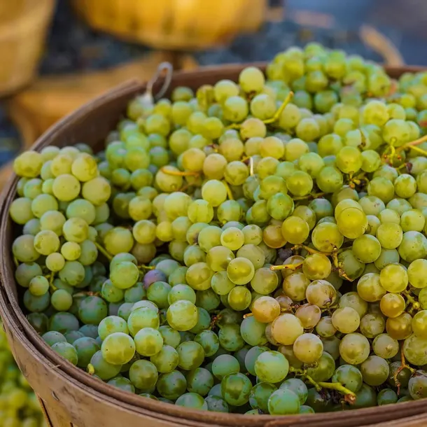 winorosl-supaga-2l-rodzaj-rosliny-winorosl