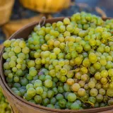 winorosl-supaga-2l-rodzaj-rosliny-winorosl