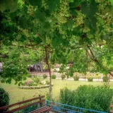 winorosl-supaga-2l-odmiana-supaga