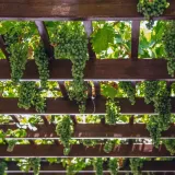 winorosl-supaga-2l-nazwa-lacinska-vitis-vinifera