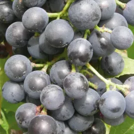 winorosl-muscat-bleu-2l