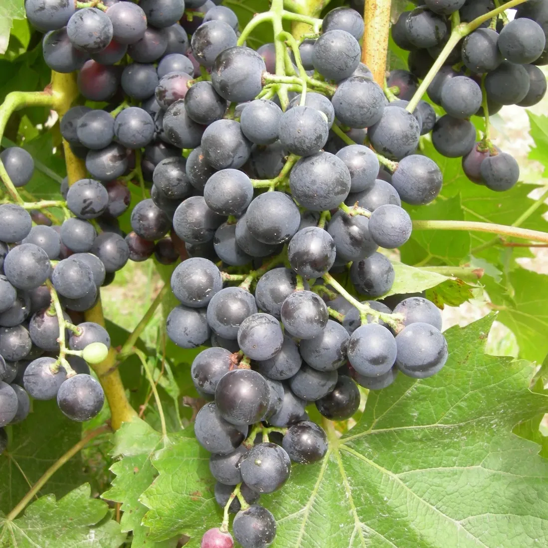 winorosl-muscat-bleu-2l