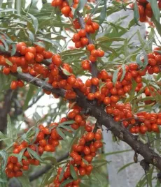 rokitnik-aromatnaja-zenski-2l