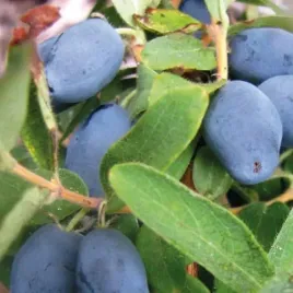 jagoda-kamczacka-wojtek-1l