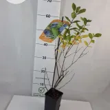 jagoda-kamczacka-wojtek-1l-styl-ogrod-srodziemnomorski-ogrod-wiejski-ogrod-skalny-ogrod-nowoczesny-ogrod-japonski