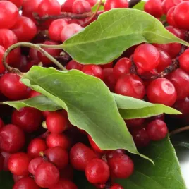 cytryniec-chinski-sadova-no1-1l