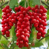 cytryniec-chinski-sadova-no1-1l-nazwa-lacinska-schisandra-chinensis