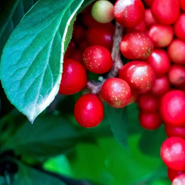 cytryniec-chinski-sadova-no1-1l-styl-ogrod-srodziemnomorski-ogrod-wiejski-ogrod-skalny-ogrod-nowoczesny-ogrod-japonski-rodzaj-rosliny-inny
