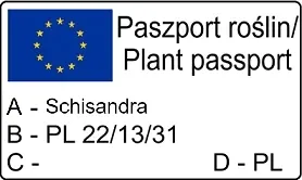 cytryniec-chinski-sadova-no1-1l-styl-ogrod-srodziemnomorski-ogrod-wiejski-ogrod-skalny-ogrod-nowoczesny-ogrod-japonski-nazwa-lacinska-schisandra-chinensis