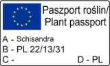 cytryniec-chinski-sadova-no1-1l-styl-ogrod-srodziemnomorski-ogrod-wiejski-ogrod-skalny-ogrod-nowoczesny-ogrod-japonski-nazwa-lacinska-schisandra-chinensis