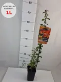 pigwowiec-japonski-2l-styl-ogrod-srodziemnomorski-ogrod-wiejski-ogrod-skalny-ogrod-nowoczesny-ogrod-japonski-odmiana-pigwowiec-japonski
