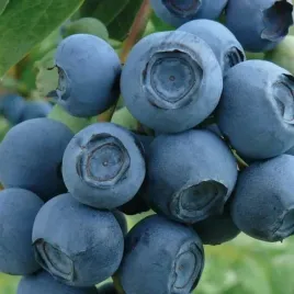 borowka-amerykanska-chandler-2l