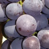 winorosl-alden-2l-styl-ogrod-srodziemnomorski-ogrod-wiejski-ogrod-skalny-ogrod-nowoczesny-ogrod-japonski