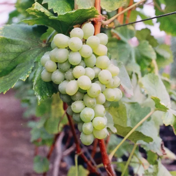 winorosl-bianca-2l-stan-nowy