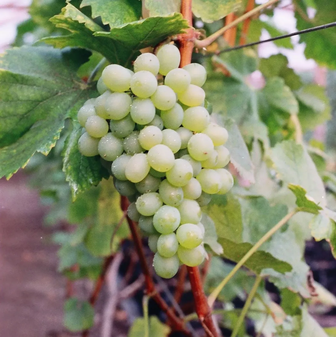 winorosl-bianca-2l-styl-ogrod-srodziemnomorski-ogrod-wiejski-ogrod-skalny-ogrod-nowoczesny-ogrod-japonski