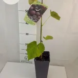 winorosl-lidia-2l-rodzaj-rosliny-winorosl