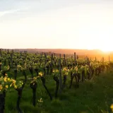 winorosl-lidia-2l-styl-ogrod-srodziemnomorski-ogrod-wiejski-ogrod-skalny-ogrod-nowoczesny-ogrod-japonski-stan-nowy