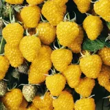 malina-zolta-golden-queen-2l