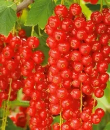 porzeczka-czerwona-rovada-2l