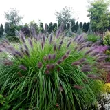 rozplenica-japonska-moudry-1l